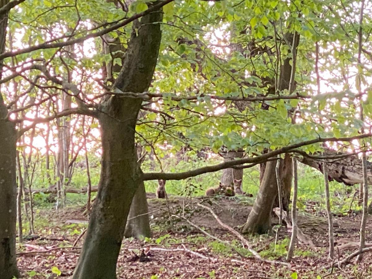 Nyopfort Luksusvaerelse I Naturskonne Og Rolige Omgivelser Branderup Bagian luar foto